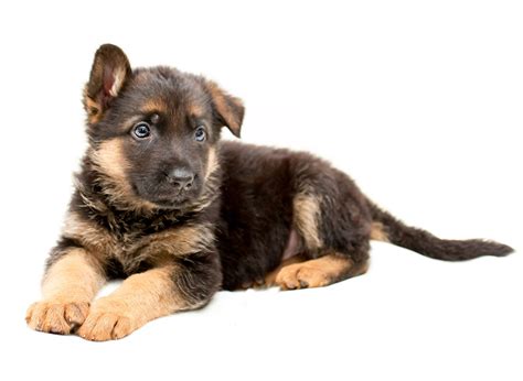 Have been well socialized with small children and other dogs. . German shepherd craigslist